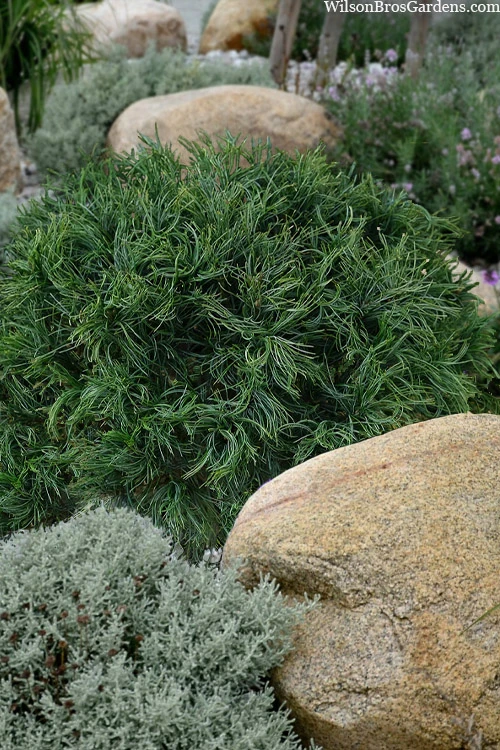 Mini Twist Dwarf Eastern White Pine - 2 Gallon Pot 3 Mini Twist Dwarf Eastern White Pine - 2 Gallon Pot