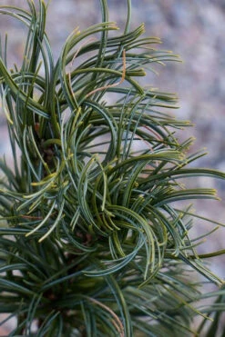 Mini Twist Dwarf Eastern White Pine - 2 Gallon Pot 11 Mini Twist Dwarf Eastern White Pine - 2 Gallon Pot -Plant Discount Store pinus strobus mini twist eastern white pine 6