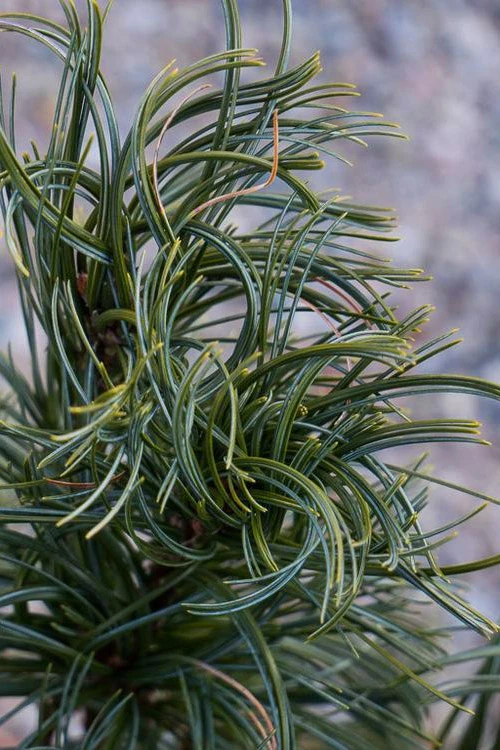 Mini Twist Dwarf Eastern White Pine - 2 Gallon Pot 6 Mini Twist Dwarf Eastern White Pine - 2 Gallon Pot - Image 4
