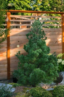 Mini Twist Dwarf Eastern White Pine - 2 Gallon Pot 12 Mini Twist Dwarf Eastern White Pine - 2 Gallon Pot -Plant Discount Store pinus strobus mini twist eastern white pine 9