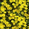 Creeping Alpine Cinquefoil (Potentilla Neumanniana 'Nana' ) - 5 Pack Of Pint Pots 1 Creeping Alpine Cinquefoil (Potentilla Neumanniana 'Nana' ) - 5 Pack Of Pint Pots -Plant Discount Store potentilla neumanniana nana dwarf creeping cinquefoil 6