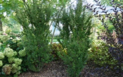 Zuzu Flowering Cherry (Prunus Incisa 'Rinpo') - 5 Gallon Pot -Plant Discount Store prunus incisa zuzu flowering cherry 2