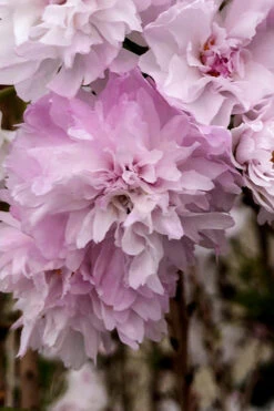 Zuzu Flowering Cherry (Prunus Incisa 'Rinpo') - 5 Gallon Pot -Plant Discount Store prunus incisa zuzu flowering cherry 4