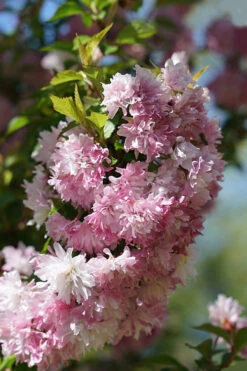 Zuzu Flowering Cherry (Prunus Incisa 'Rinpo') - 5 Gallon Pot -Plant Discount Store prunus incisa zuzu flowering cherry 5