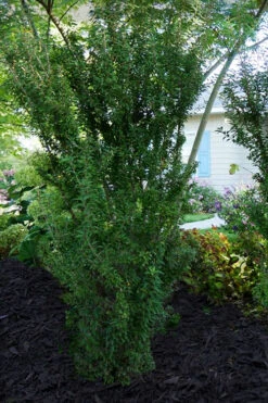 Zuzu Flowering Cherry (Prunus Incisa 'Rinpo') - 5 Gallon Pot -Plant Discount Store prunus incisa zuzu flowering cherry 7