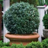 Napoleon Cherry Laurel (Prunus Laurocerasus) - 3 Gallon Pot -Plant Discount Store prunus laurocerasus napoleon english cherry laurel 4