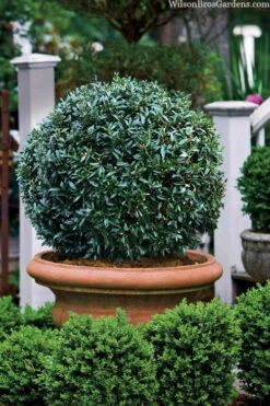 Napoleon Cherry Laurel (Prunus Laurocerasus) - 3 Gallon Pot