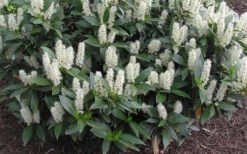 Zabel Laurel (Prunus Laurocersasus 'Zabeliana') - 1 Gallon Pot -Plant Discount Store prunus laurocerasus zabeliana zabel cherry laurel 1 1