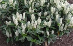 Zabel Laurel (Prunus Laurocersasus 'Zabeliana') - 6 Pack Of 1 Gallon Pots -Plant Discount Store prunus laurocerasus zabeliana zabel cherry laurel 1