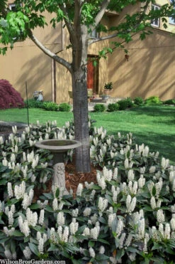 Zabel Laurel (Prunus Laurocersasus 'Zabeliana') - 1 Gallon Pot -Plant Discount Store prunus laurocerasus zabeliana zabel cherry laurel 2 1