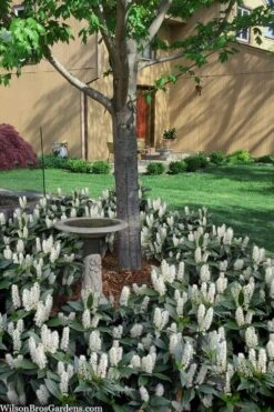 Zabel Laurel (Prunus Laurocersasus 'Zabeliana') - 6 Pack Of 1 Gallon Pots -Plant Discount Store prunus laurocerasus zabeliana zabel cherry laurel 2