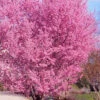 Okame Pink Flowering Cherry Tree - 3 Gallon Pot 2 Okame Pink Flowering Cherry Tree - 3 Gallon Pot -Plant Discount Store prunus okame flowering cherry 10