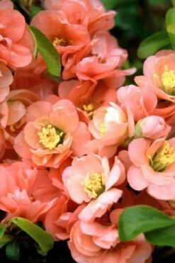 Cameo Flowering Quince - 1 Gallon Pot -Plant Discount Store quince cameo bloom