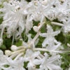 White Alabama Native Azalea (Rhododendron Alabamense) - 3 Gallon Pot 1 White Alabama Native Azalea (Rhododendron Alabamense) - 3 Gallon Pot -Plant Discount Store rhododendron alabamense alabama native azalea 5