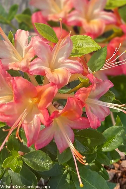 Anne Marie Native Azalea (Rhododendron) - 3 Gallon Pot 3 Anne Marie Native Azalea (Rhododendron) - 3 Gallon Pot