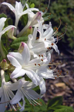 Snowbird Fragrant Coastal Azalea (Rhododendron Atlanticum) - 2 Gallon Pot -Plant Discount Store rhododendron atlanticum snowbird native azalea 6
