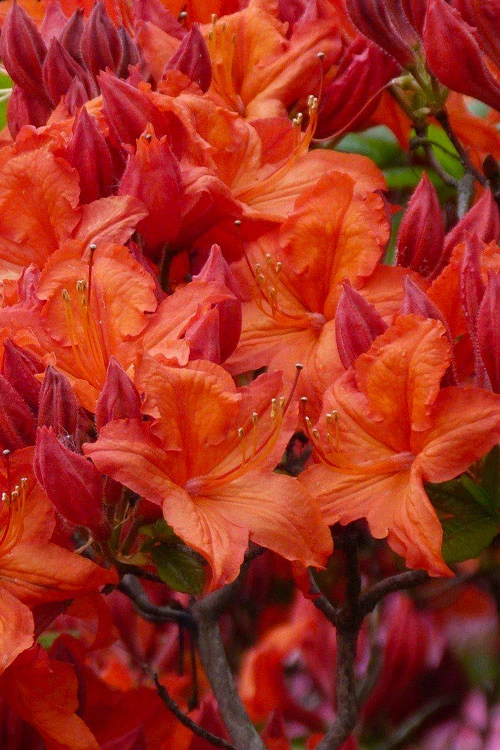 Mooshatanio Native Azalea (Rhododendron X Austrinum) - 3 Gallon Pot 3 Mooshatanio Native Azalea (Rhododendron X Austrinum) - 3 Gallon Pot
