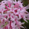 Piedmont Native Azalea - 3 Gallon Pot