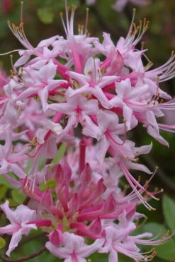 Piedmont Native Azalea - 3 Gallon Pot 12 Piedmont Native Azalea - 3 Gallon Pot -Plant Discount Store rhododendron canescens piedmont azalea 5