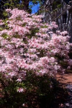Piedmont Native Azalea - 3 Gallon Pot 11 Piedmont Native Azalea - 3 Gallon Pot -Plant Discount Store rhododendron canescens piedmont azalea 6