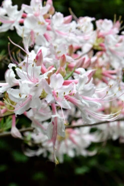 Piedmont Native Azalea - 3 Gallon Pot 13 Piedmont Native Azalea - 3 Gallon Pot -Plant Discount Store rhododendron canescens piedmont azalea 8
