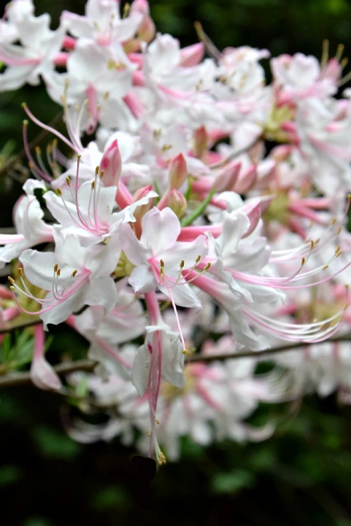 Piedmont Native Azalea - 3 Gallon Pot 8 Piedmont Native Azalea - 3 Gallon Pot - Image 6