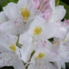 White Catawba Rhododendron - 1 Gallon Pot 1 White Catawba Rhododendron - 1 Gallon Pot -Plant Discount Store rhododendron catawbiense album white catawba 2