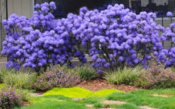 Crater Lake Blue Rhododendron - 2 Gallon Pot -Plant Discount Store rhododendron crater lake 1