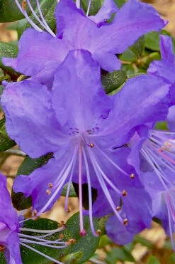 Crater Lake Blue Rhododendron - 2 Gallon Pot