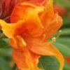 Golden Eagle Azalea (Rhododendron) - 3 Gallon Pot -Plant Discount Store rhododendron golden eagle azalea 2