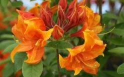 Golden Eagle Azalea (Rhododendron) - 3 Gallon Pot -Plant Discount Store rhododendron golden eagle azalea 5