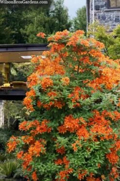 Golden Eagle Azalea (Rhododendron) - 3 Gallon Pot -Plant Discount Store rhododendron golden eagle azalea 7