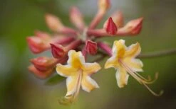 Millie Mac Native Azalea (Rhododendron) - 3 Gallon Pot -Plant Discount Store rhododendron millie mac native azalea 10