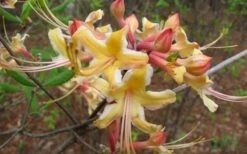 Millie Mac Native Azalea (Rhododendron) - 3 Gallon Pot -Plant Discount Store rhododendron millie mac native azalea 2