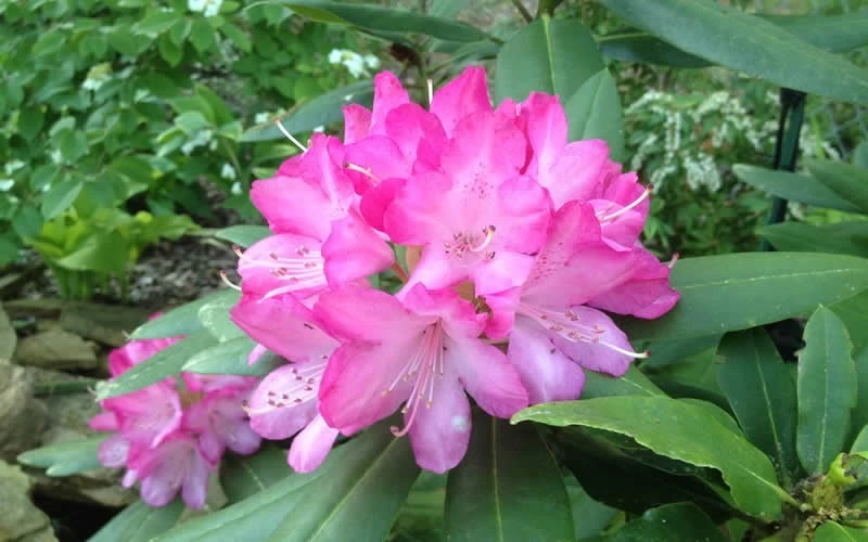 Southgate 'Radiance' Rhododendron - 3 Gallon Pot 7 Southgate 'Radiance' Rhododendron - 3 Gallon Pot - Image 5