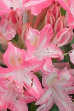 Ribbon Candy Swamp Azalea (Rhododendron Viscosum) - 1 Gallon Pot -Plant Discount Store rhododendron viscosum ribbon candy swamp azalea 1 1