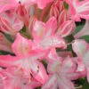 Ribbon Candy Swamp Azalea (Rhododendron Viscosum) - 3 Gallon Pot 1 Ribbon Candy Swamp Azalea (Rhododendron Viscosum) - 3 Gallon Pot -Plant Discount Store rhododendron viscosum ribbon candy swamp azalea 2