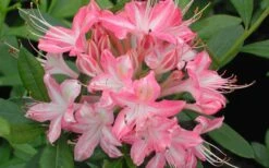 Ribbon Candy Swamp Azalea (Rhododendron Viscosum) - 1 Gallon Pot -Plant Discount Store rhododendron viscosum ribbon candy swamp azalea 3 1
