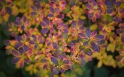 Ribbon Candy Swamp Azalea (Rhododendron Viscosum) - 1 Gallon Pot -Plant Discount Store rhododendron viscosum swamp azalea 3 1