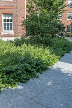 Gro-Low Fragrant Sumac (Rhus Aromatica) - 3 Gallon Pot -Plant Discount Store rhus aromatica gro low fragrant sumac 4