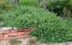 Gro-Low Fragrant Sumac (Rhus Aromatica) - 3 Gallon Pot -Plant Discount Store rhus aromatica gro low fragrant sumac 5