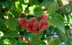 Gro-Low Fragrant Sumac (Rhus Aromatica) - 3 Gallon Pot -Plant Discount Store rhus aromatica gro low fragrant sumac 6