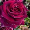 Crimson Knight Brindabella Rose - 2 Gallon Pot -Plant Discount Store rosa crimson knight brindabella rose 1