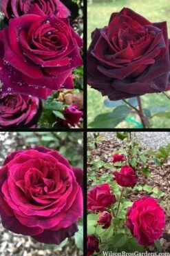 Crimson Knight Brindabella Rose - 2 Gallon Pot 11 Crimson Knight Brindabella Rose - 2 Gallon Pot -Plant Discount Store rosa crimson knight brindabella rose 2