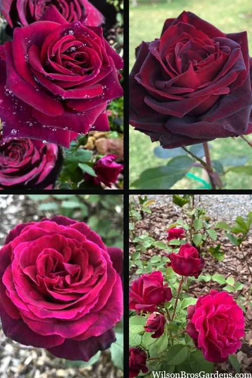 Crimson Knight Brindabella Rose - 2 Gallon Pot 7 Crimson Knight Brindabella Rose - 2 Gallon Pot - Image 5