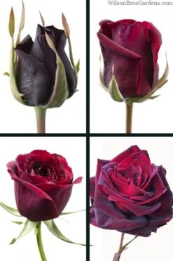 Crimson Knight Brindabella Rose - 2 Gallon Pot 10 Crimson Knight Brindabella Rose - 2 Gallon Pot -Plant Discount Store rosa crimson knight brindabella rose 3