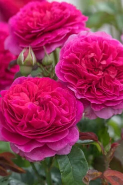 Gabriel Oak English Shrub Rose (David Austin) - 3 Gallon Pot -Plant Discount Store rosa gabriel oak english shrub rose 1