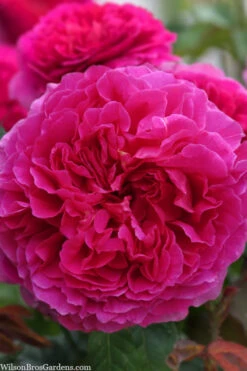 Gabriel Oak English Shrub Rose (David Austin) - 3 Gallon Pot -Plant Discount Store rosa gabriel oak english shrub rose 4