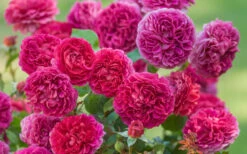 Gabriel Oak English Shrub Rose (David Austin) - 3 Gallon Pot -Plant Discount Store rosa gabriel oak english shrub rose 5