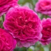 Gabriel Oak English Shrub Rose (David Austin) - 3 Gallon Pot -Plant Discount Store rosa gabriel oak english shrub rose 7